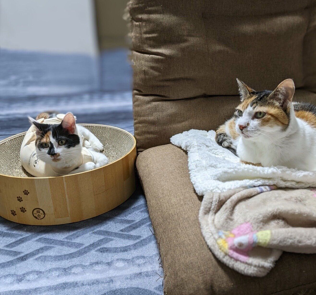 まったりするシナちゃん、トビ子ちゃん