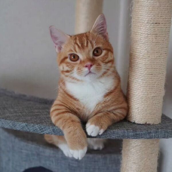 キャットタワーに“ちょこん”と座る子猫 「3頭身のフォルム」で