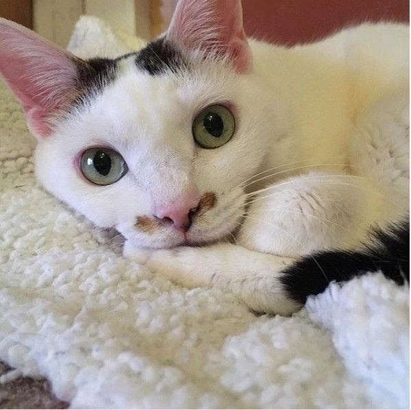 ひょっこりニャンコ