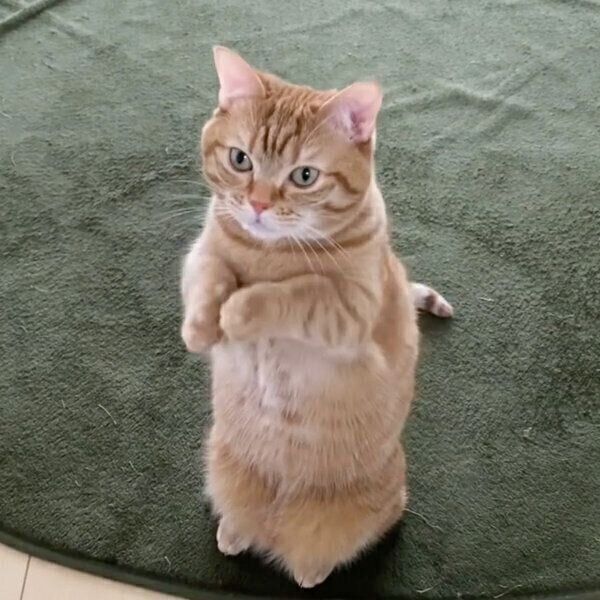 立ち上がるぽこ太くん