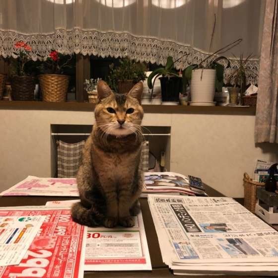 新聞を読むのを邪魔するキジトラ