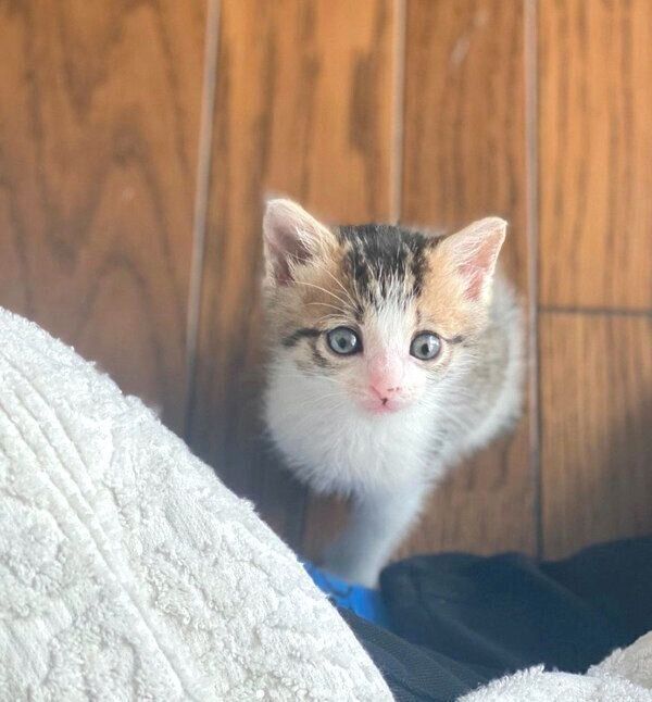 見つめるおとーふちゃん