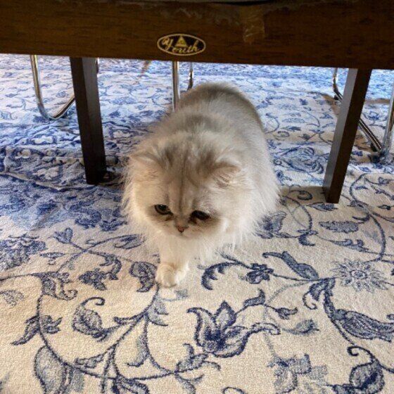 忍び足になるペルシャ