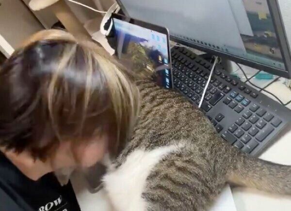 猫吸いされるくろみつくん