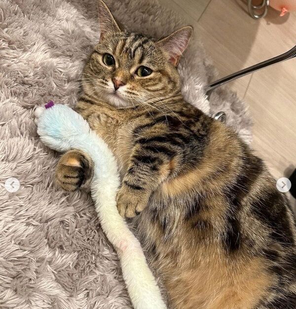寝転がるかぼすちゃん