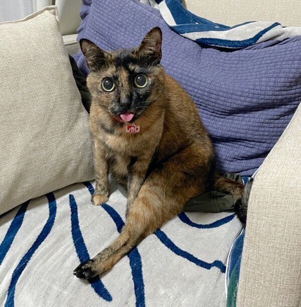 舌を出すしゃけちゃん