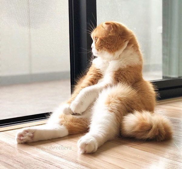 外を見つめるスコティッシュフォールド