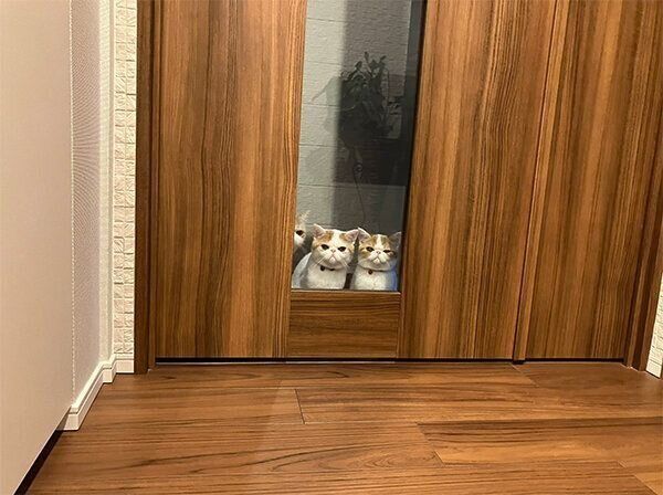 ドアの前で待機するきなこちゃん、ひるねくん、こんぶちゃん