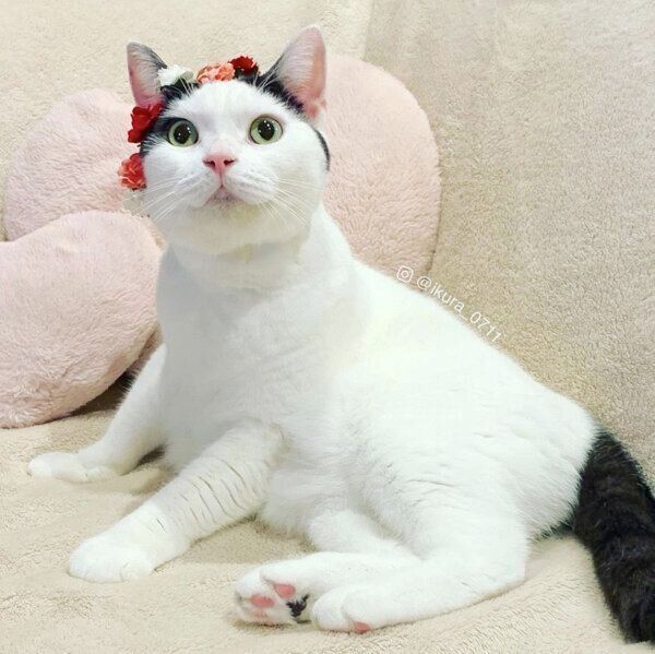 見つめるいくらちゃん