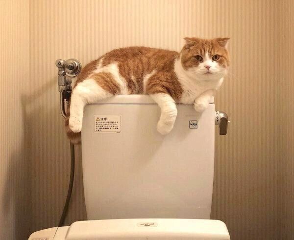 トイレのタンクの上に座るまーるくん