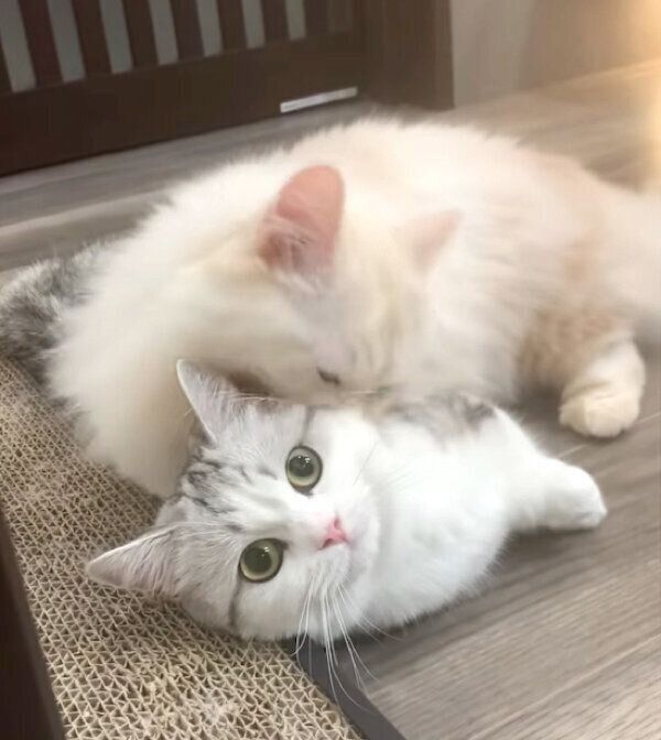 じゃれ合うつなちゃん、まよくん