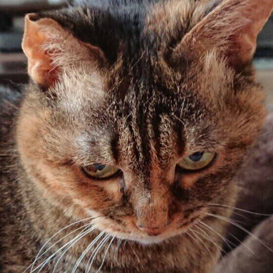 爪切りが嫌いな猫