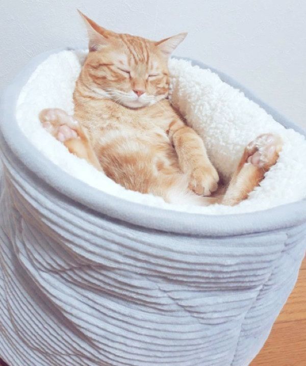 猫ベッドでくつろぐ茶トラ