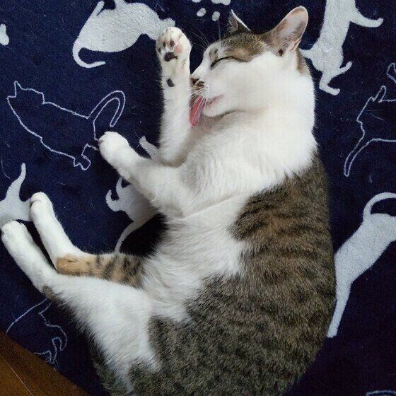 寝転がってグルーミングするキジトラ猫