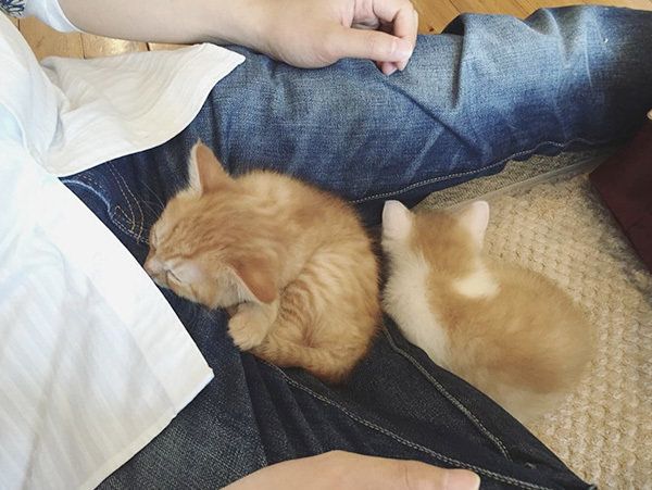 ビスコちゃんとムギちゃん