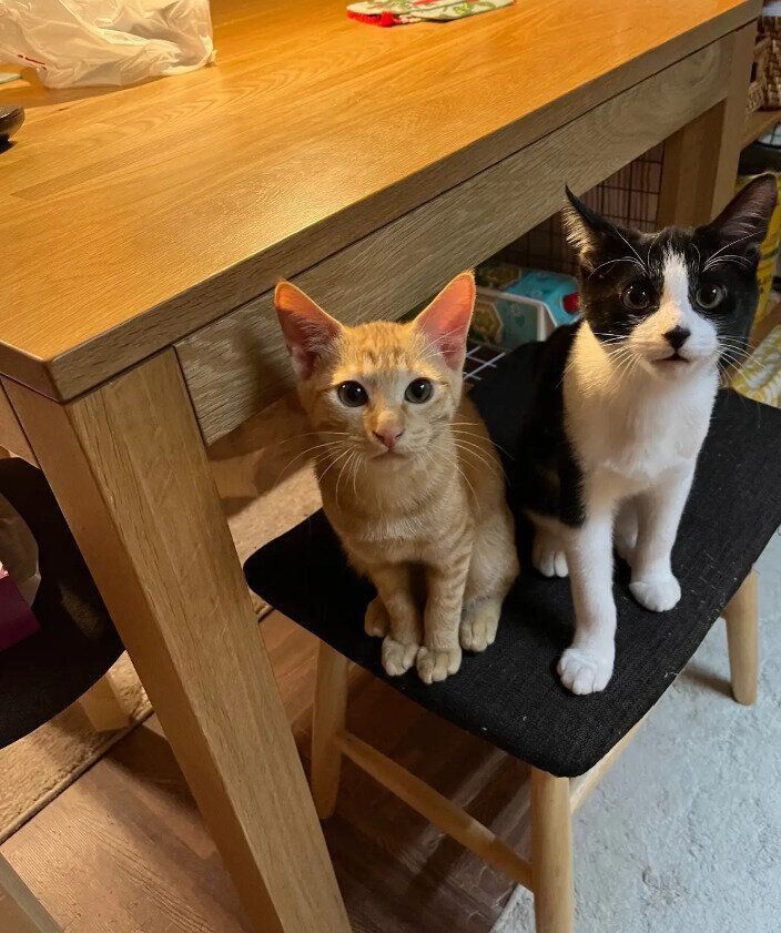 生後3カ月の2匹の子猫