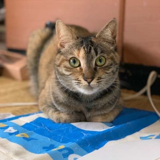 香箱座りをする猫