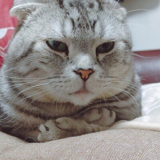 リラックス中のスコティッシュフォールド