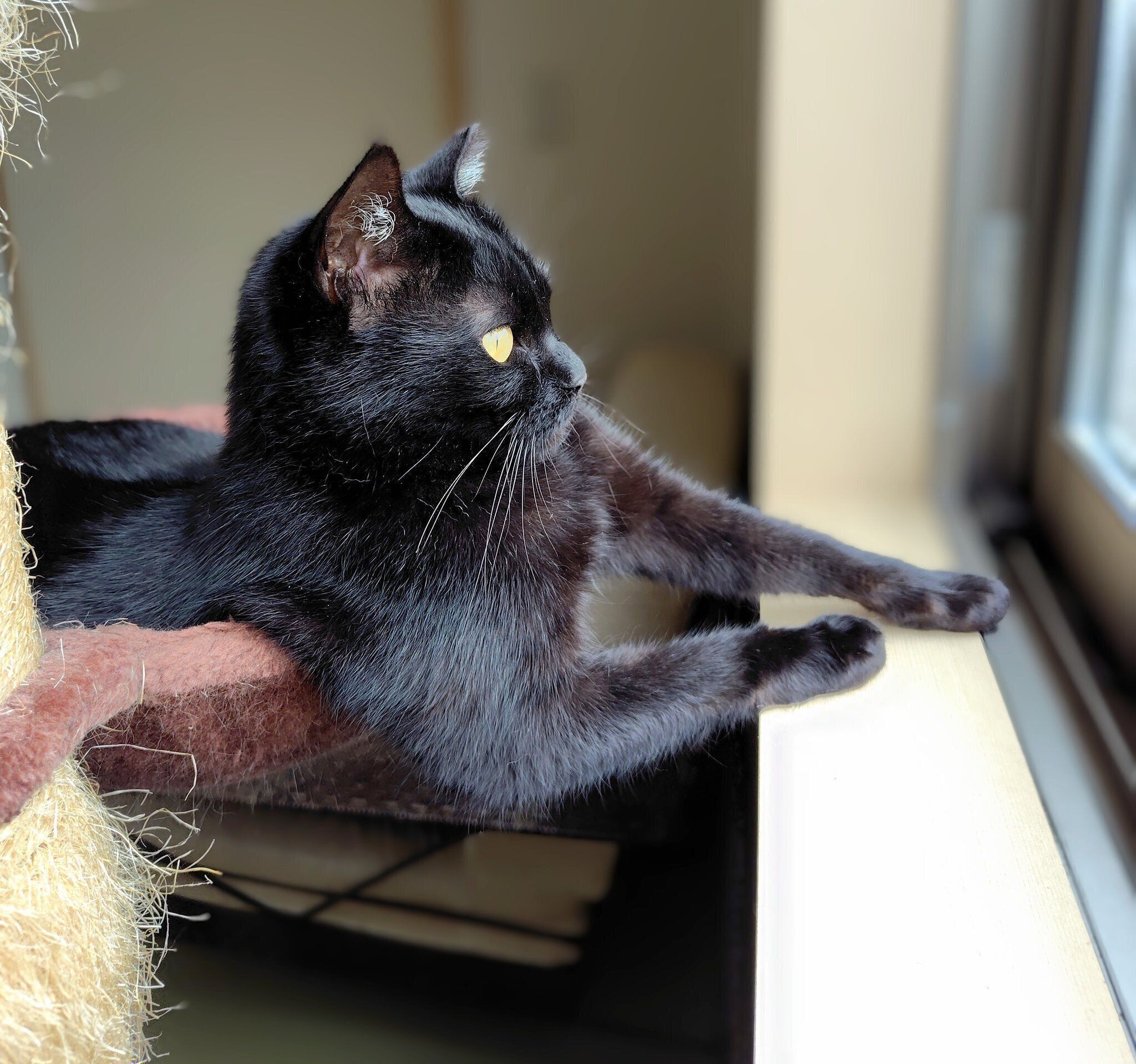 ニャルソック中のくまこちゃん