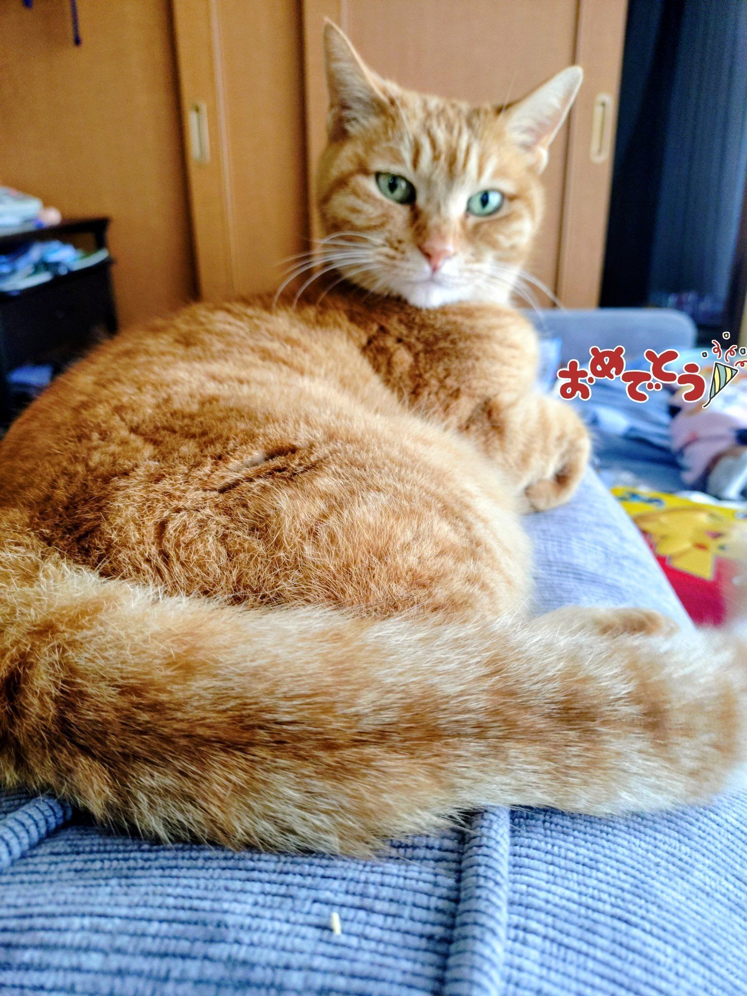 14才の猫