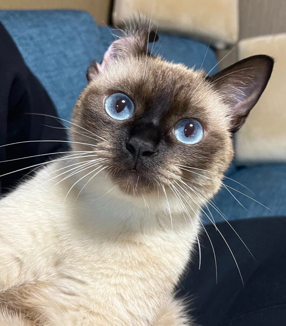 耳毛を見せてくれるぷよくん