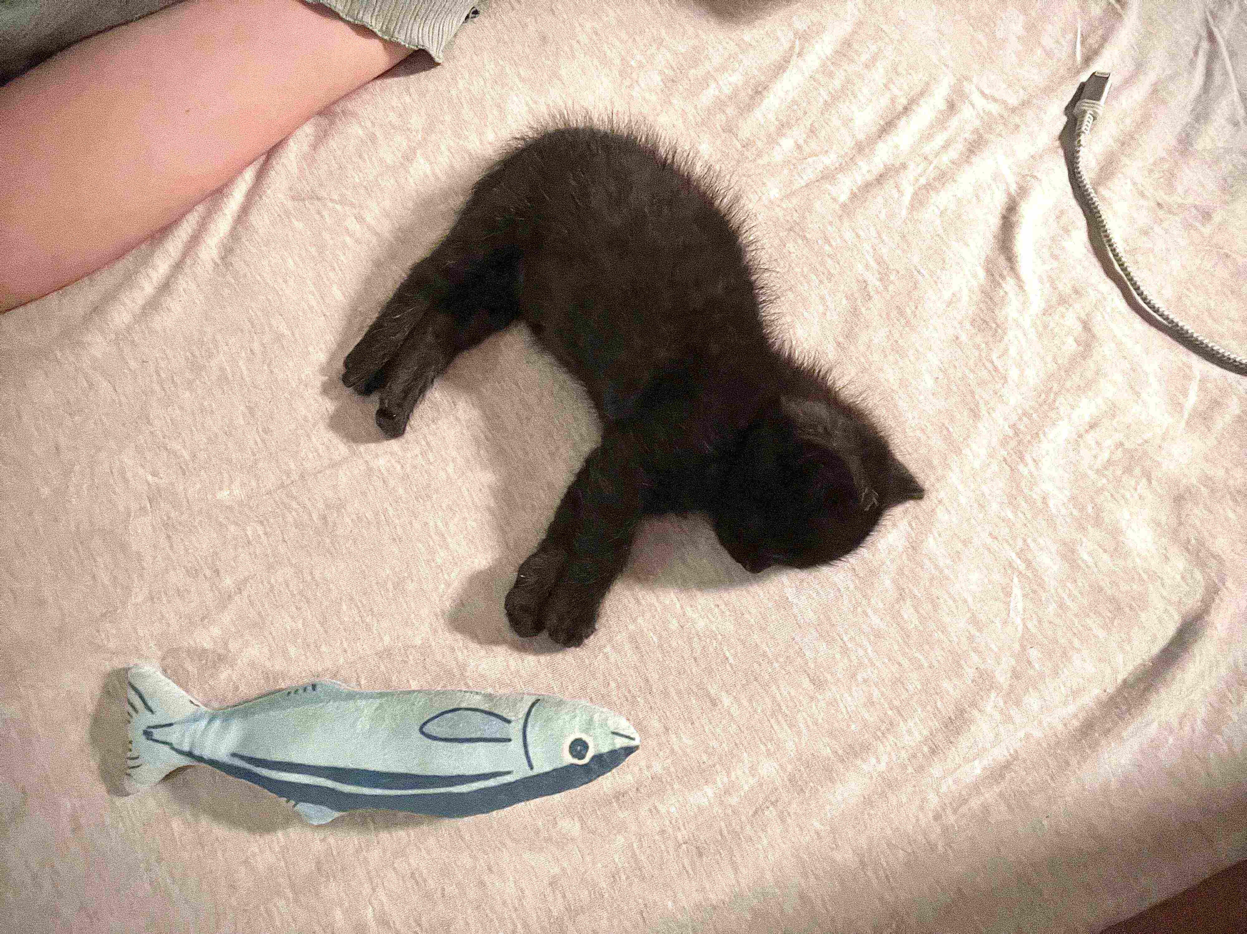 生後1カ月頃のこぐまくん