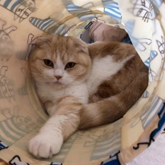 トンネルで遊ぶスコティッシュフォールド