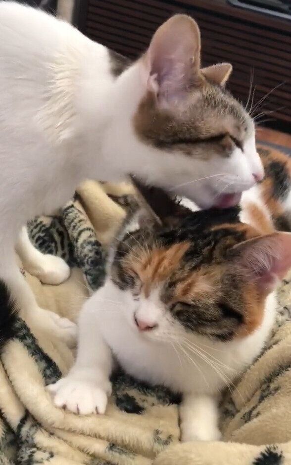 同居猫にグルーミングされている猫