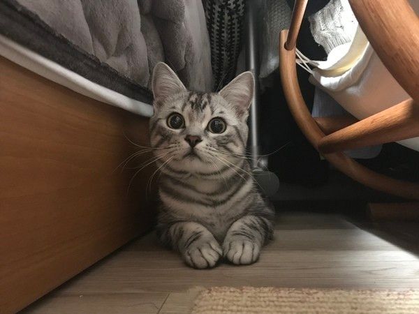 小鉄（こて坊）　アメリカンショートヘア