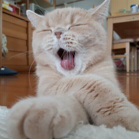 口を開けているエキゾチックショートヘア