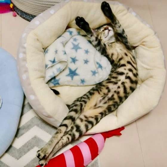 バンザイ寝をするキジトラ