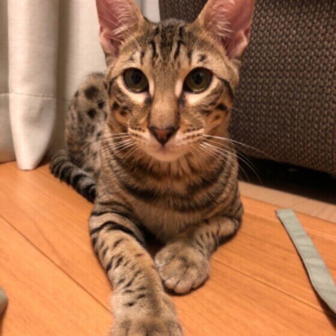 オシキャットの特徴と飼い方 可愛い画像いっぱい ねこのきもち 猫図鑑 ねこのきもちweb Magazine オシキャットの特徴と飼い方 可愛い画像いっぱい ねこのきもち 猫図鑑 ねこのきもちweb Magazine