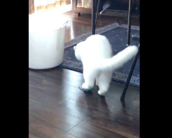 おもちゃを後ろ左足で蹴るむくちゃん