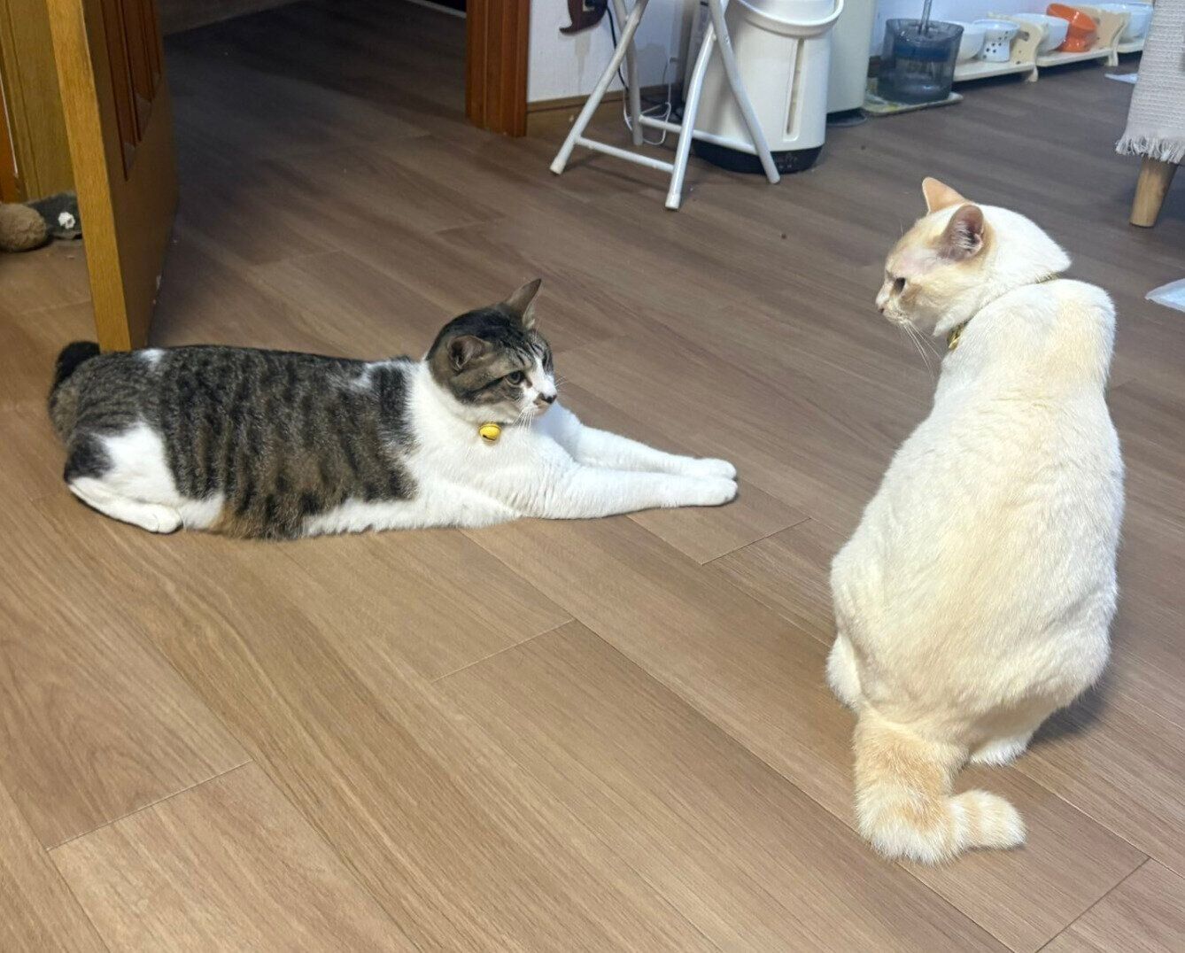 弟猫・義貞くんとロニーくん