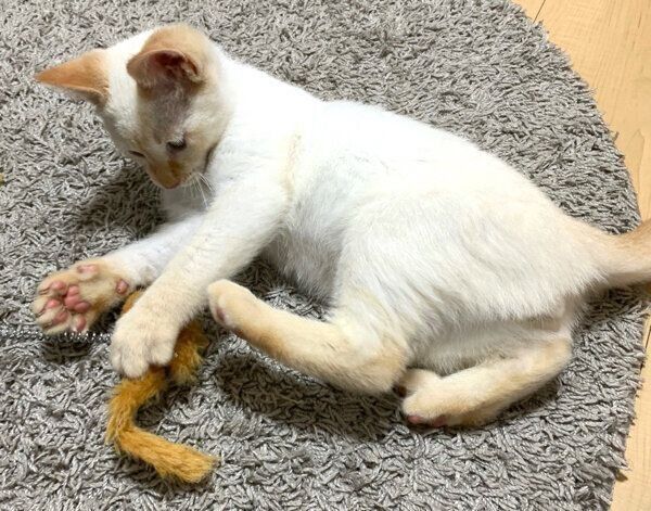 オモチャで遊ぶ子猫時代のテンくん