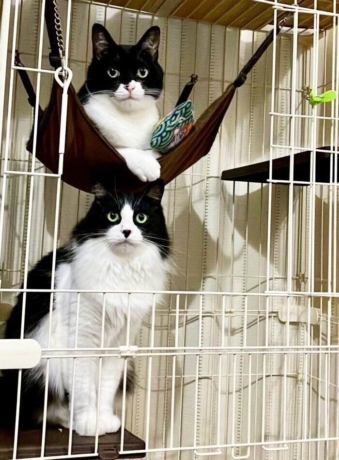 ハンモックに乗ったヤンくんと棚上に座るフクくん