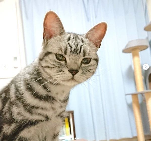 アメリカンショートヘアのあきちゃん