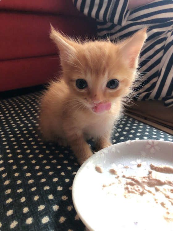 離乳食をはじめて食べる猫