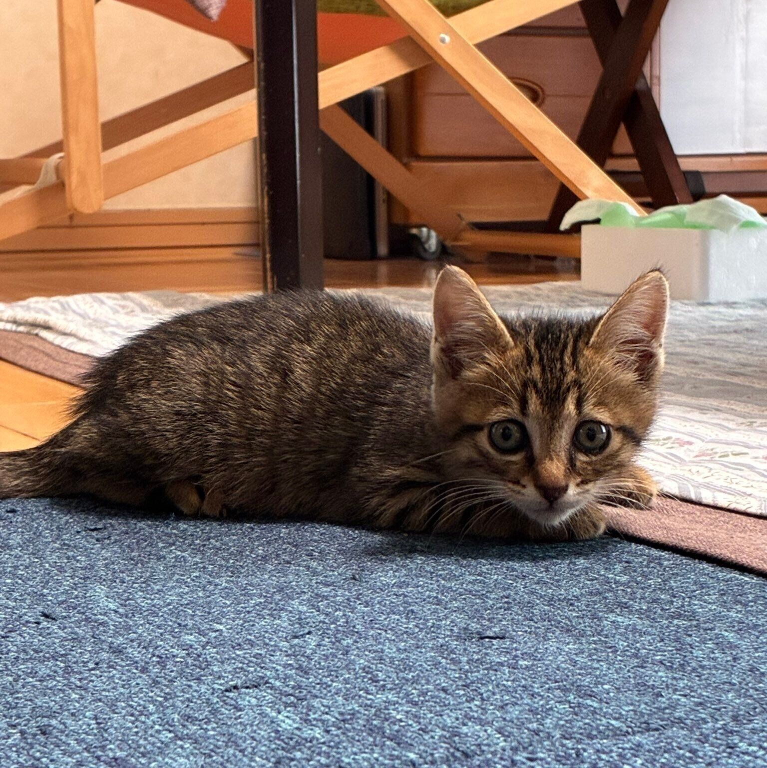 保護されて家猫としての猫生を歩み始めたまおくん