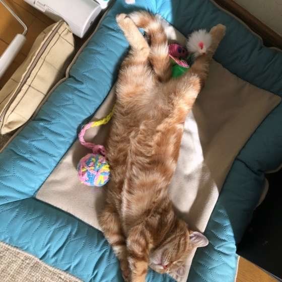 気持ちよさそうに寝るアメリカンショートヘアのミライちゃん