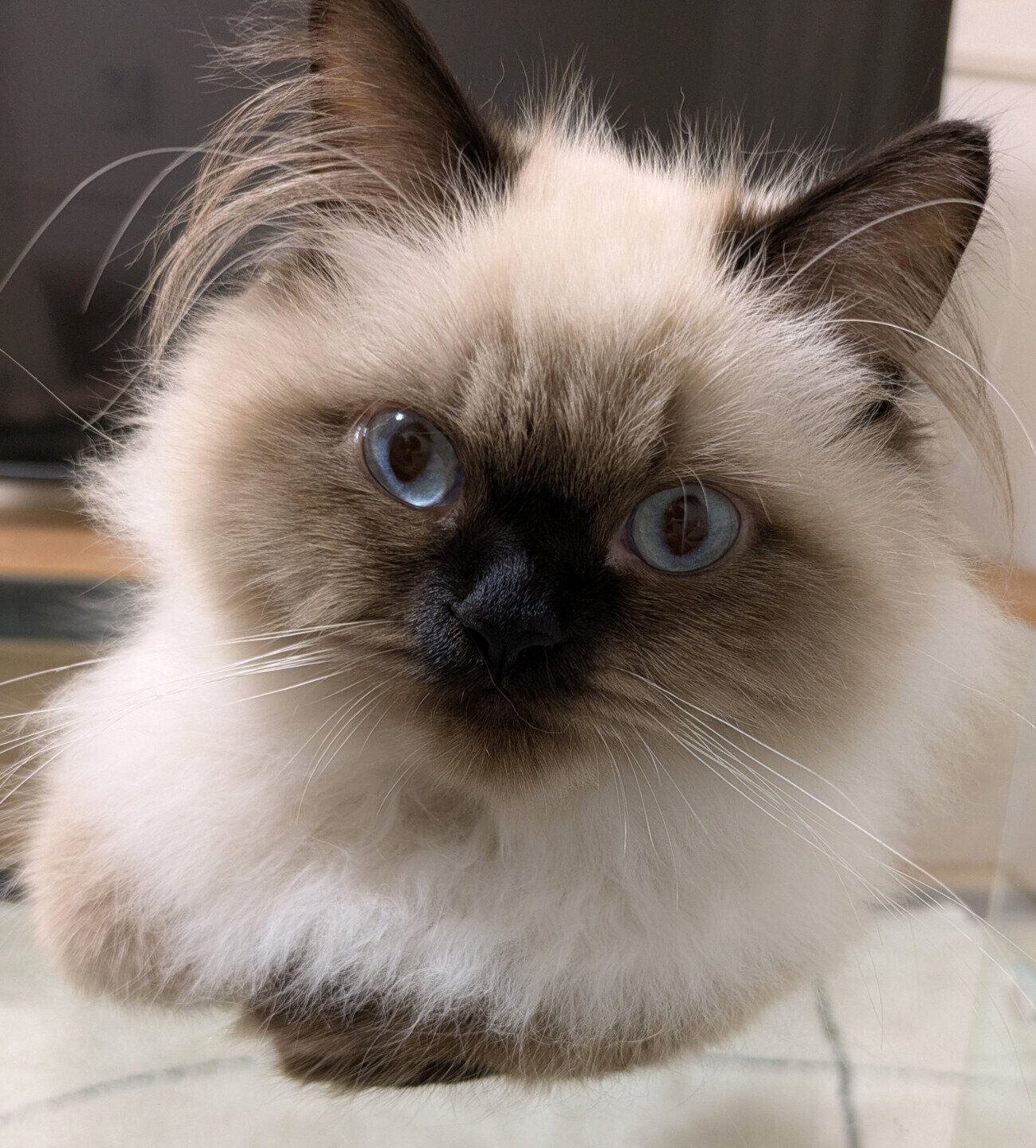 香箱座りをする福くん