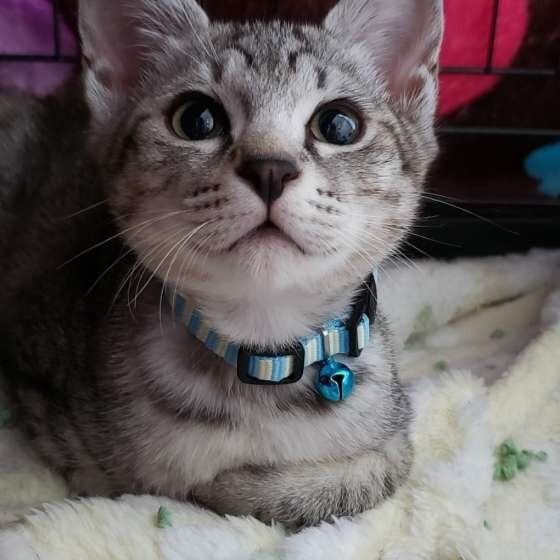 MIXグレーのルゥくん