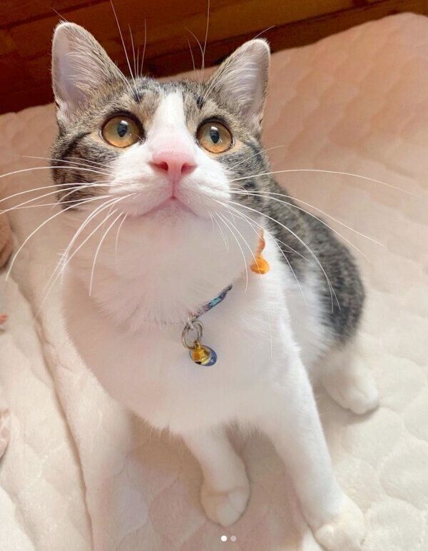 お座りするコタツくん