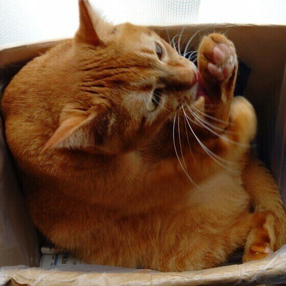 茶トラ猫のなつちゃん