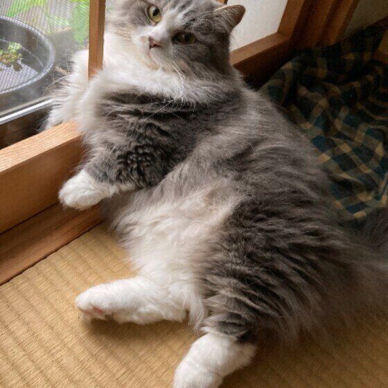 窓辺で涼むマンチカン