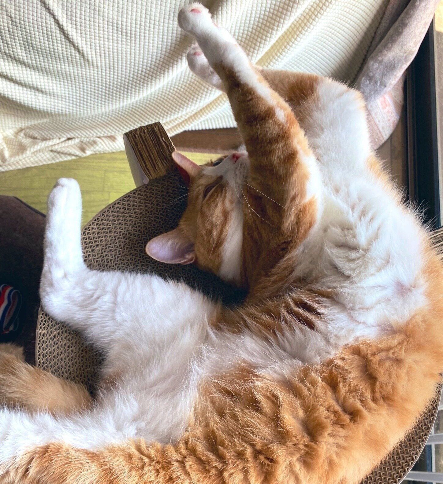 無防備な姿で眠るチャイくん