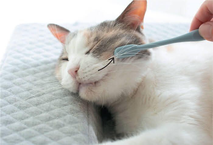 猫の口元を歯ブラシでマッサージ