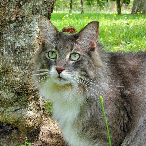 自然のなかがよく似合うメインクーン