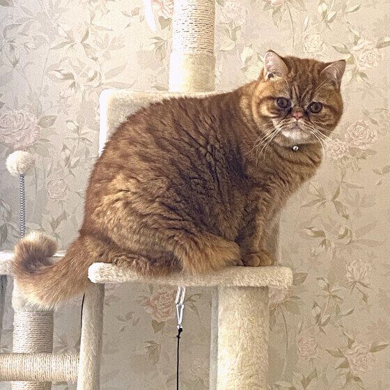 キャットタワーに登るここくん