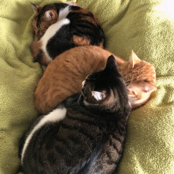 シドウくん（MIX）